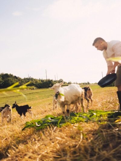 Livestock and Farming