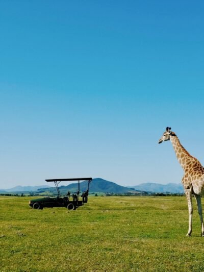 Tourism and Safaris
