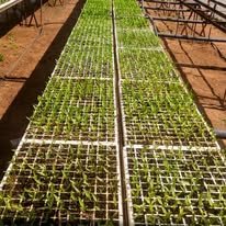 The Seedling Factory Botswana